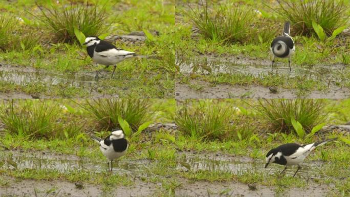 库纳希尔的白w (Motacilla alba lugens)