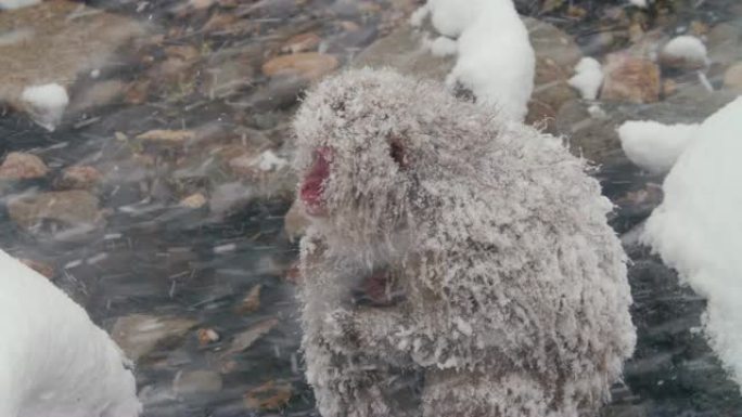 雪猴-在大雪天保护孩子的母亲