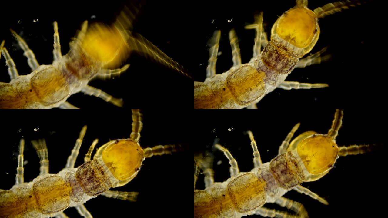 蜈蚣 (Lithobius forfatus)，森林中的捕食者，森林中的捕食者，在显微镜下