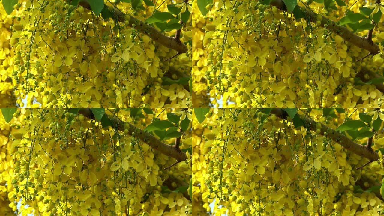 盛开的金色雨树