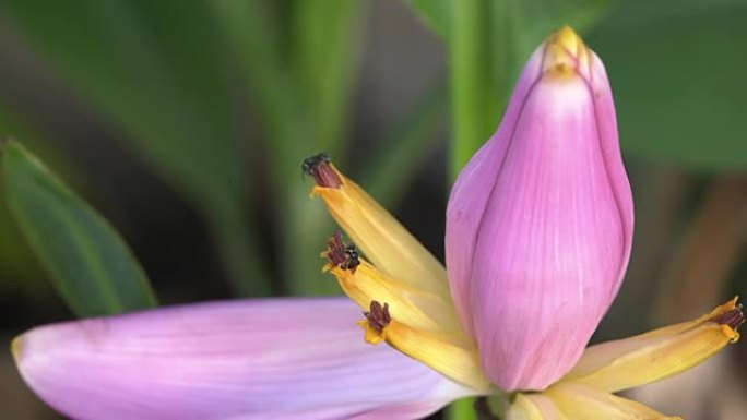 香蕉花和水果上的蜜蜂。