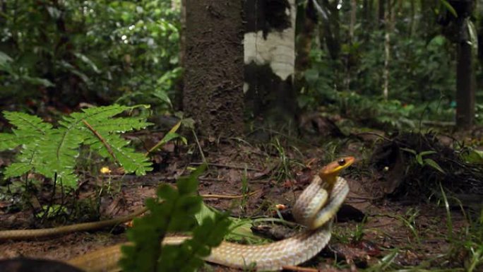 橄榄鞭蛇(Chironius fuscus)攻击镜头