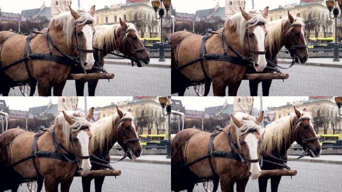 两匹漂亮的棕色马被绑在一个安全带上，站在一个大城市的中心。