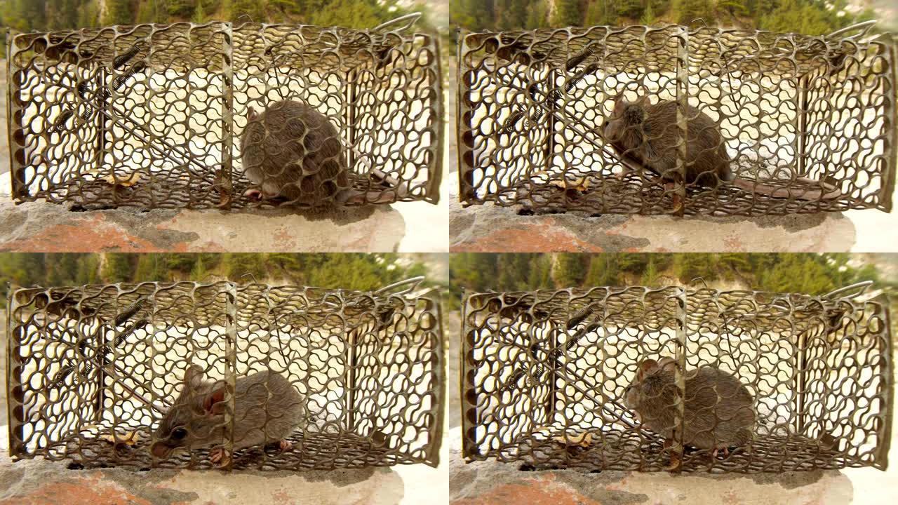 笼子里的老鼠试图在背景上找到恒河出口