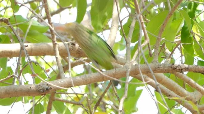 热带雨林高树上的线状巴贝鸟。
