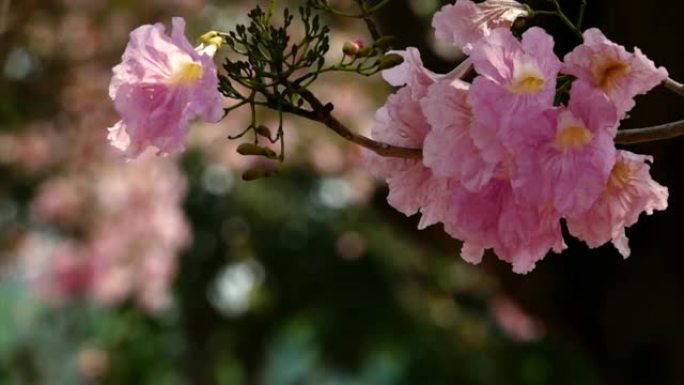 粉色花朵秋千的慢动作