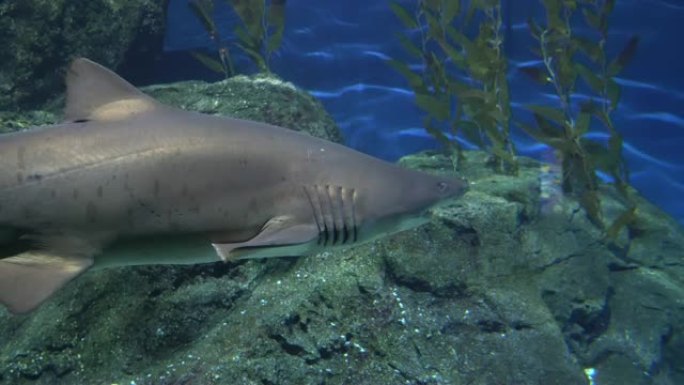 大颚和强壮鳍的灰礁鲨在岩石附近捕猎。水下环境中的捕食者
