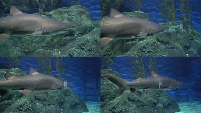 大颚和强壮鳍的灰礁鲨在岩石附近捕猎。水下环境中的捕食者