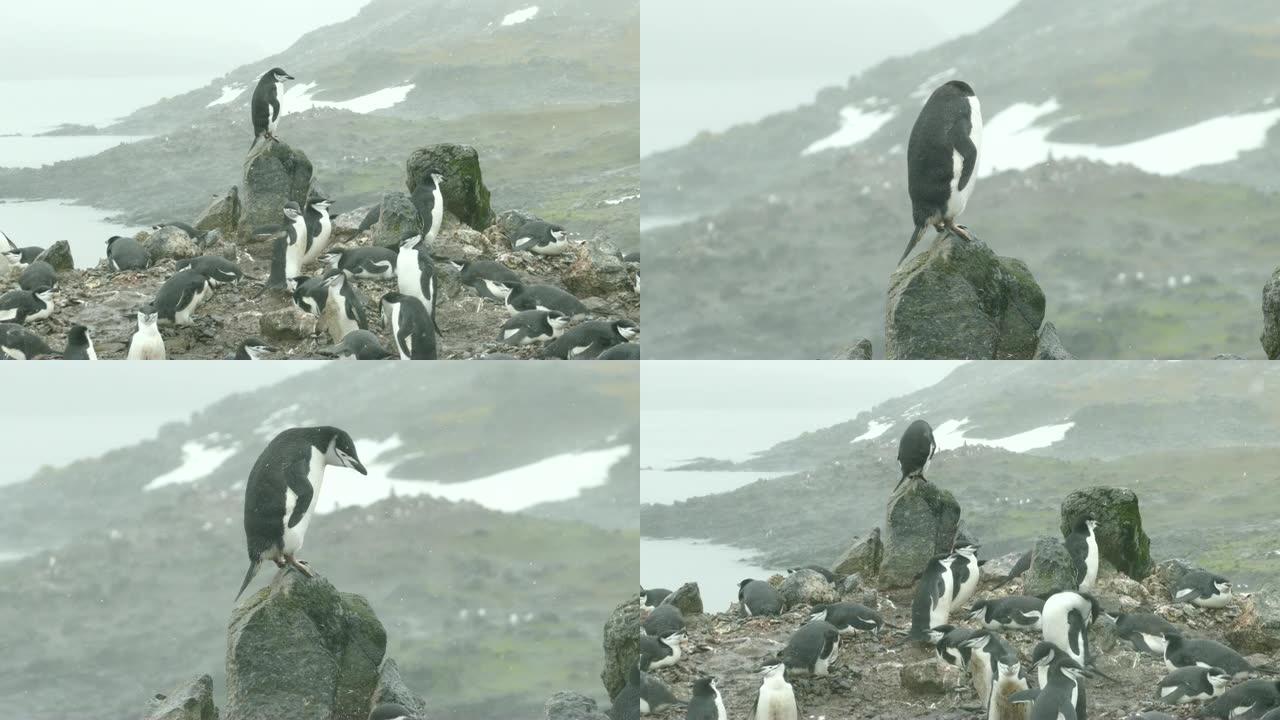 嵌套中国企鹅Aitcho岛南设得兰群岛南极洲