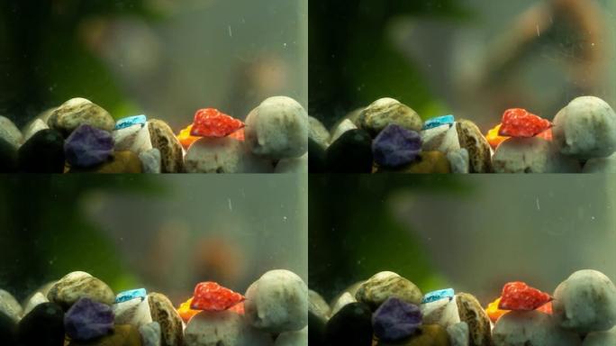 美丽多彩的孔雀鱼在水厂的水族箱中游泳的特写场景，小尘埃颗粒在水中流动。