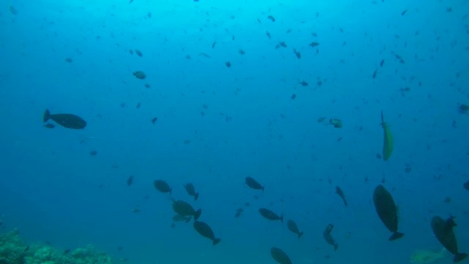 在印度洋，马尔代夫的珊瑚礁上的蓝水中的黄鳍刺鱼 (Acanthurus xanthopterus) 