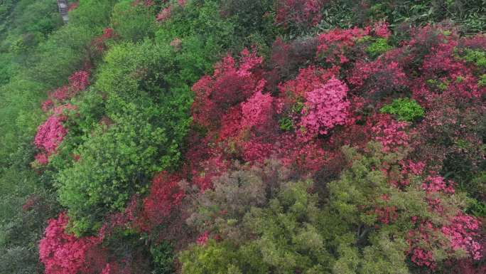 杭州余杭鸬鸟山顶杜鹃花春天映山红航拍