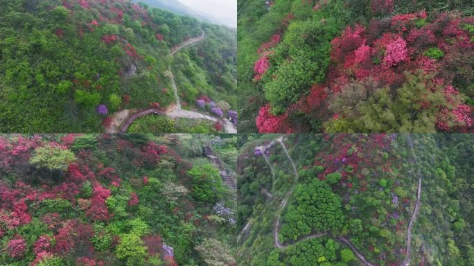 杭州余杭鸬鸟山顶杜鹃花春天映山红航拍