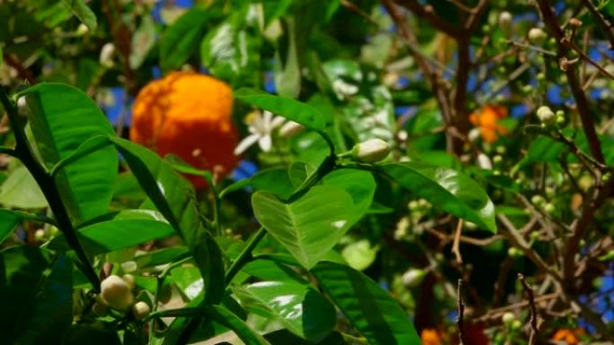 盛开的橙树