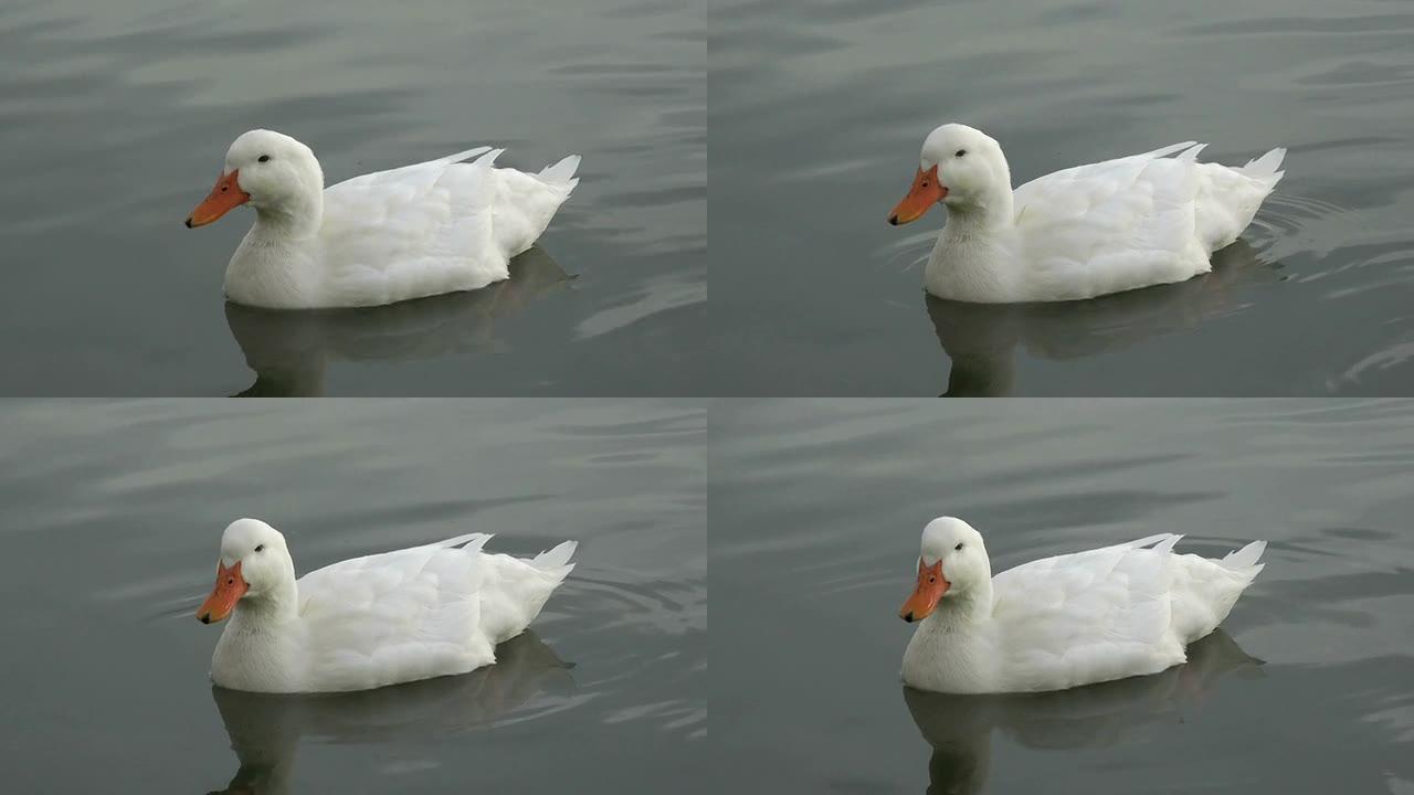 白鸭在水中划水