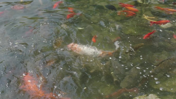 池塘群鱼金鱼投喂鱼食