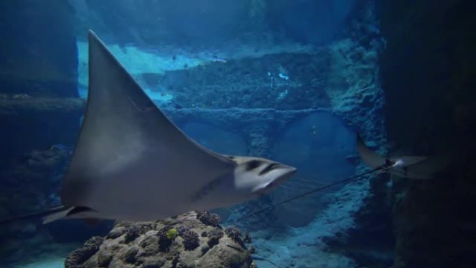 海洋生物，有热带鱼和黄貂鱼的水族馆在动物园的水中游泳