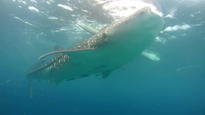 张开嘴的鲸鲨 (Rhincodon typus)，在水面下喂食磷虾，Oslob，宿雾，菲律宾，东南亚