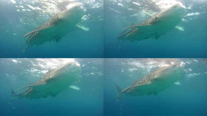 张开嘴的鲸鲨 (Rhincodon typus)，在水面下喂食磷虾，Oslob，宿雾，菲律宾，东南亚