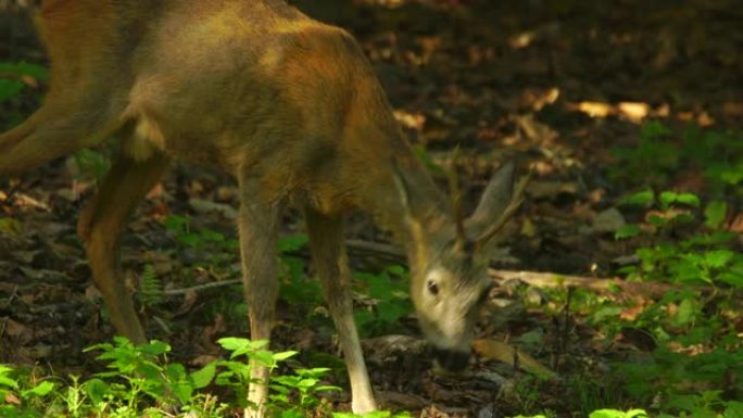 欧洲马鹿 (Capreolus capreolus)