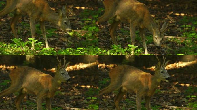 欧洲马鹿 (Capreolus capreolus)