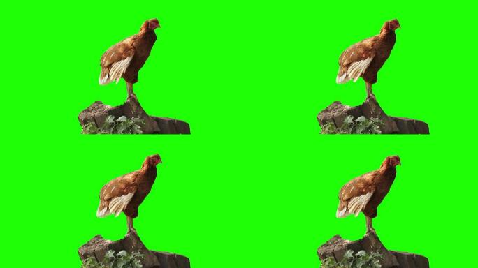 绿屏自由放养鸡肉