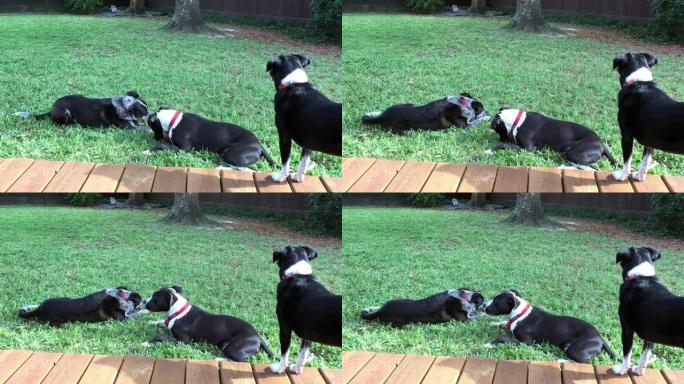 三只黑白狗在草地上和甲板上