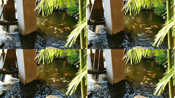 锦鲤鱼在池塘里游泳。