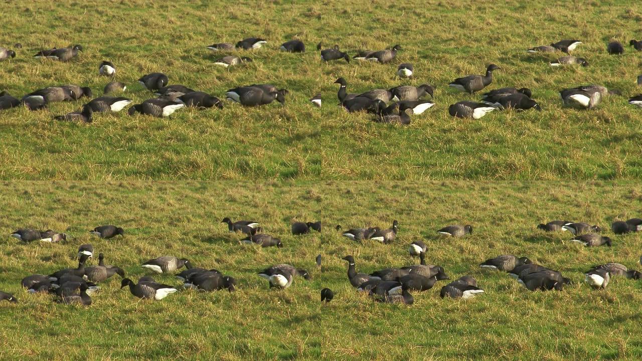 大群鸟布伦特鹅在草地上吃草。