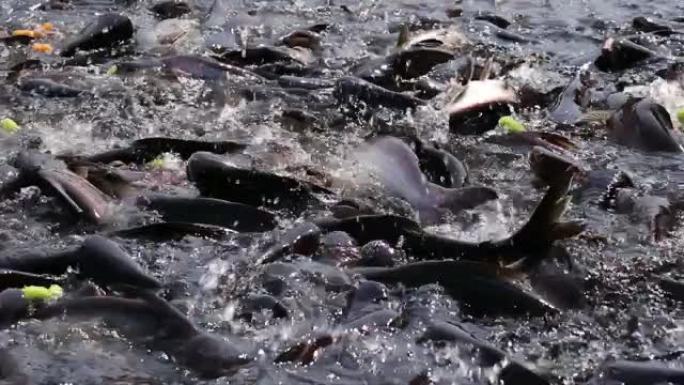 鱼争夺食物。喂有攻击性的鲨鱼鲶鱼。
