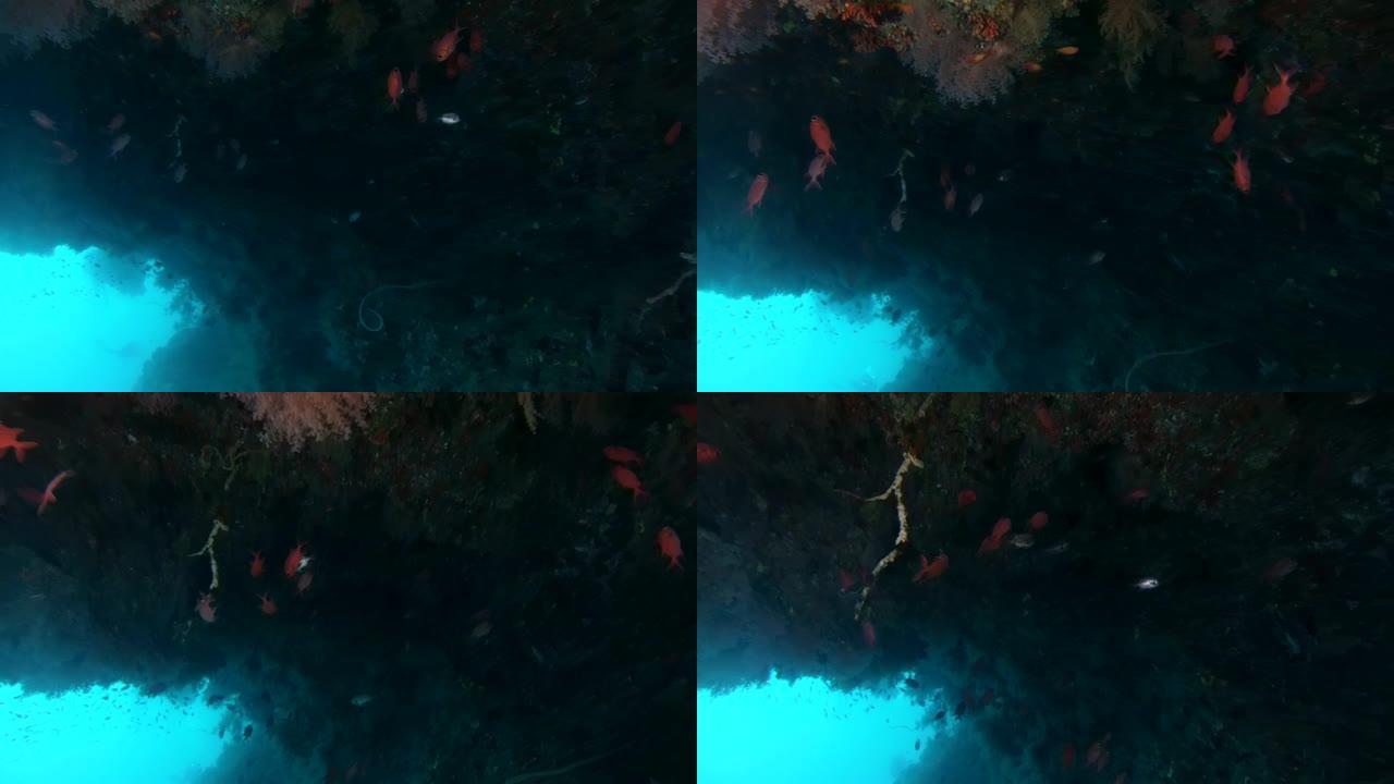松果鱼 (Myripristis parvidens) 在马尔代夫印度洋的洞穴中游泳