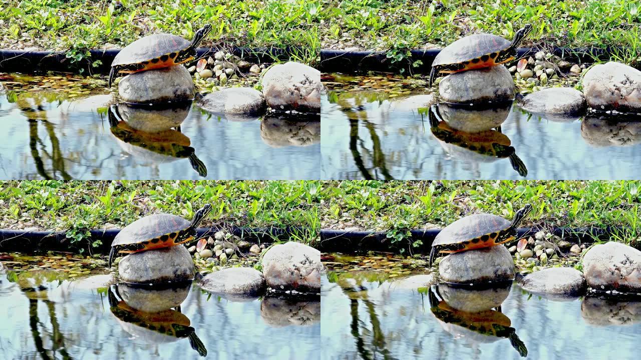 水龟在阳光下晒日光浴