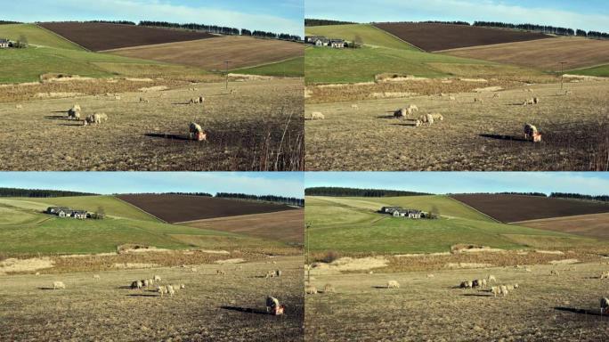 在英国苏格兰阿伯丁郡亨特利附近的草山上放牧的绵羊