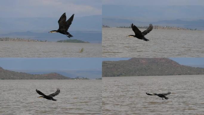 白梗鸬鹚，phalacrocorax carbo lucidus，成年飞行，肯尼亚Baringo湖，