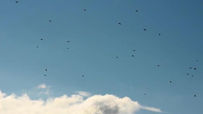 蓝天中的鸟群
