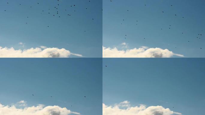 蓝天中的鸟群