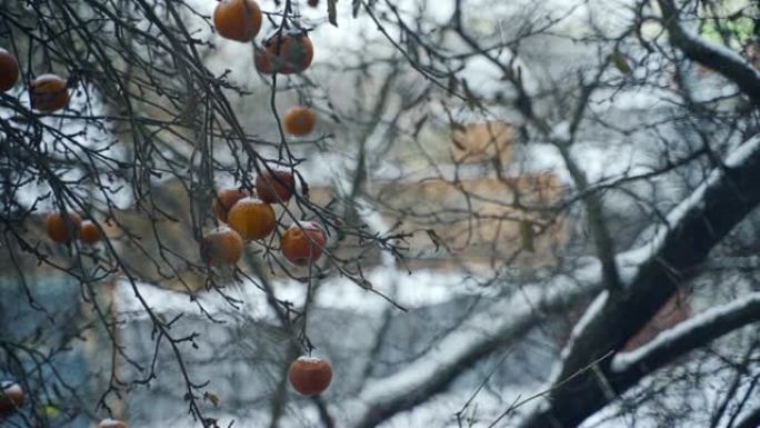 苹果树，白色背景上有一些成熟的冷冻水果，被雪覆盖。