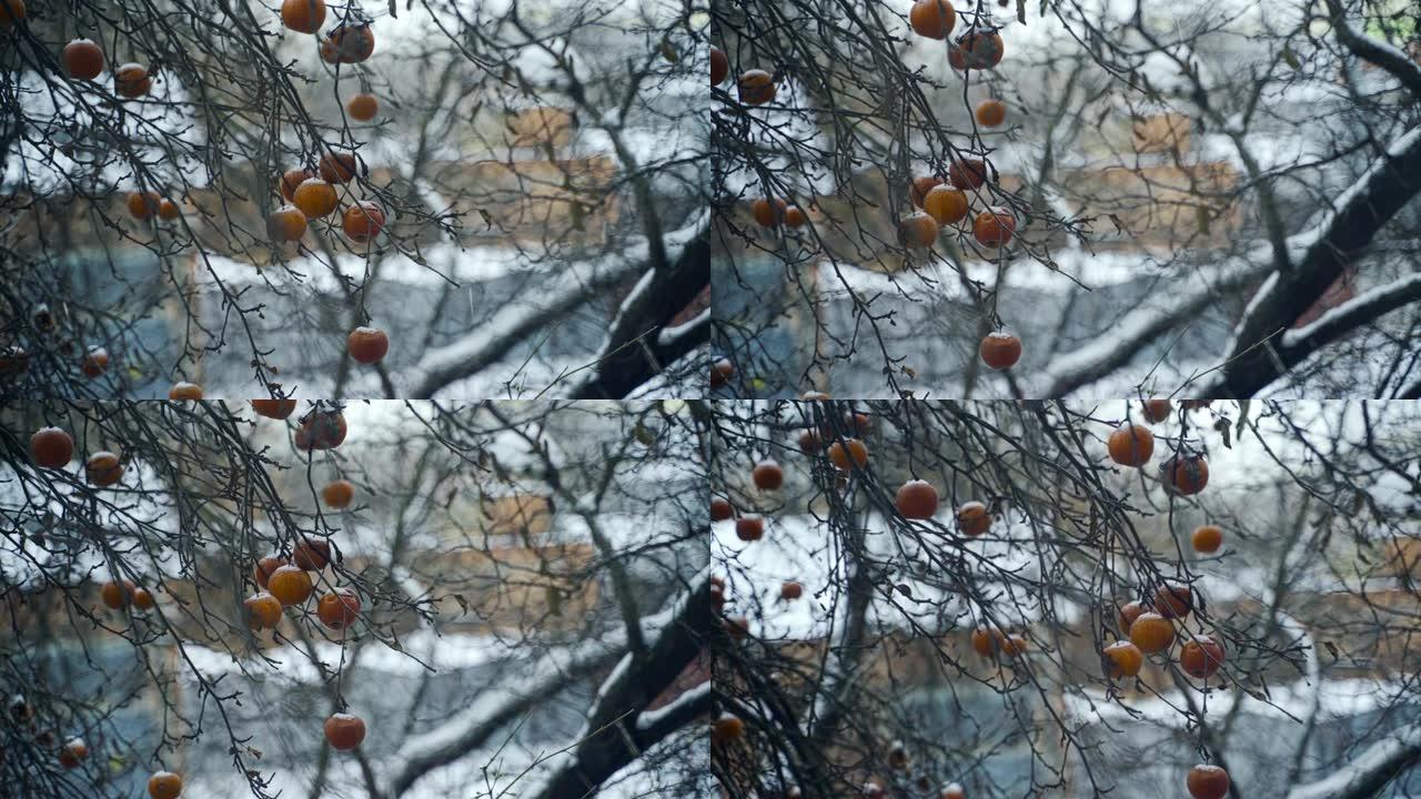 苹果树，白色背景上有一些成熟的冷冻水果，被雪覆盖。