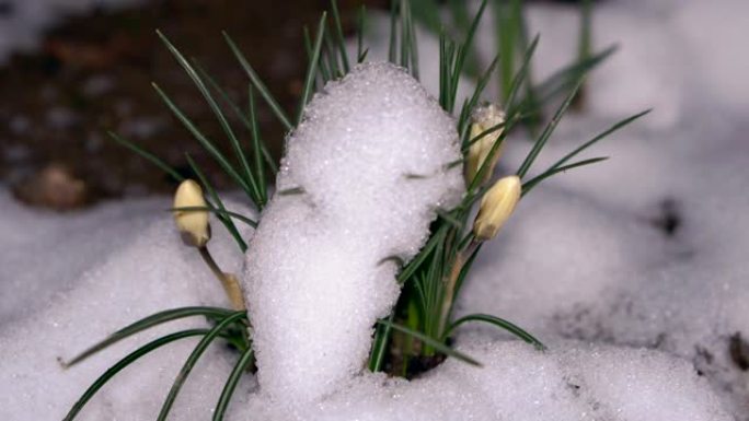 美丽的雪花莲从雪下生长