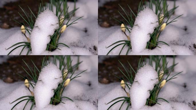 美丽的雪花莲从雪下生长