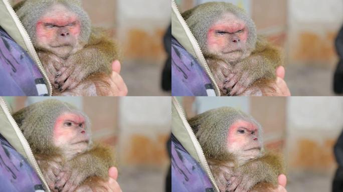动物收容所，盲人猴子在向导的怀抱中