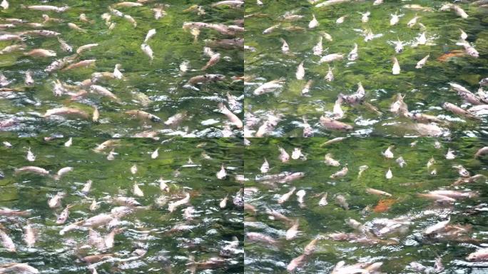 五颜六色的花式鲤鱼，锦鲤鱼塘的俯视图。美丽的锦鲤鱼在池塘里从上面看到，阳光闪烁的水