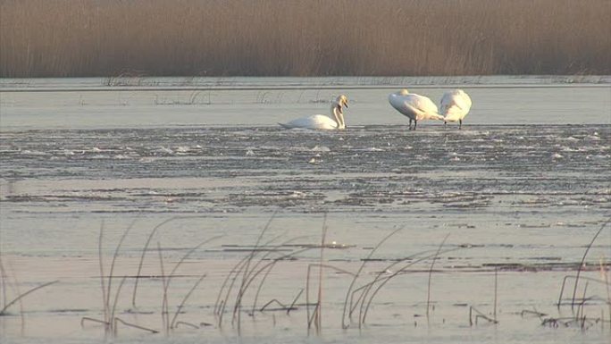 冰冻的冬季湖中的白色疣鼻天鹅 (天鹅座)。
