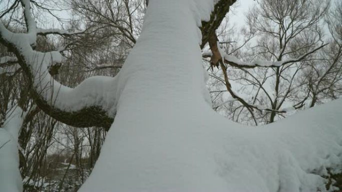 被雪覆盖的树枝