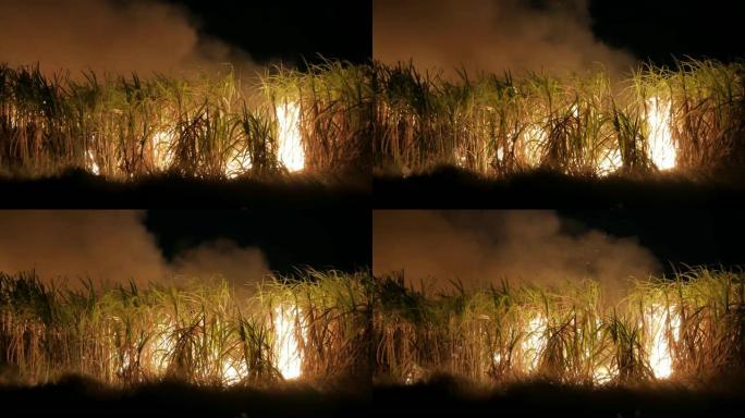 晚上火烧甘蔗田。