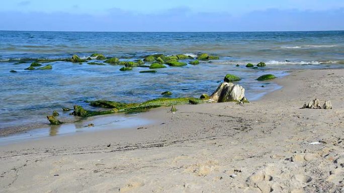 海草