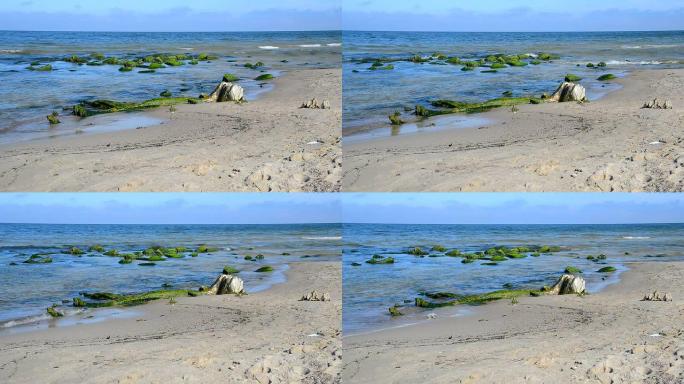 海草