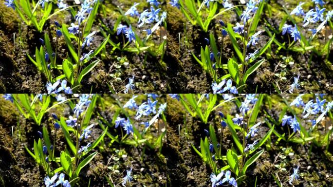 特写，锡拉西伯利亚或蓝色雪花莲在森林中。阳光明媚的日子里，春天的蓝色花田。从顶部看。4 k.25 f