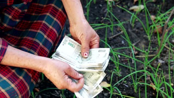 印度或亚洲女农民在郁郁葱葱的绿色农场前数钱