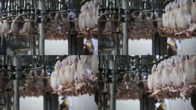 鸡肉生产线。食品工业。